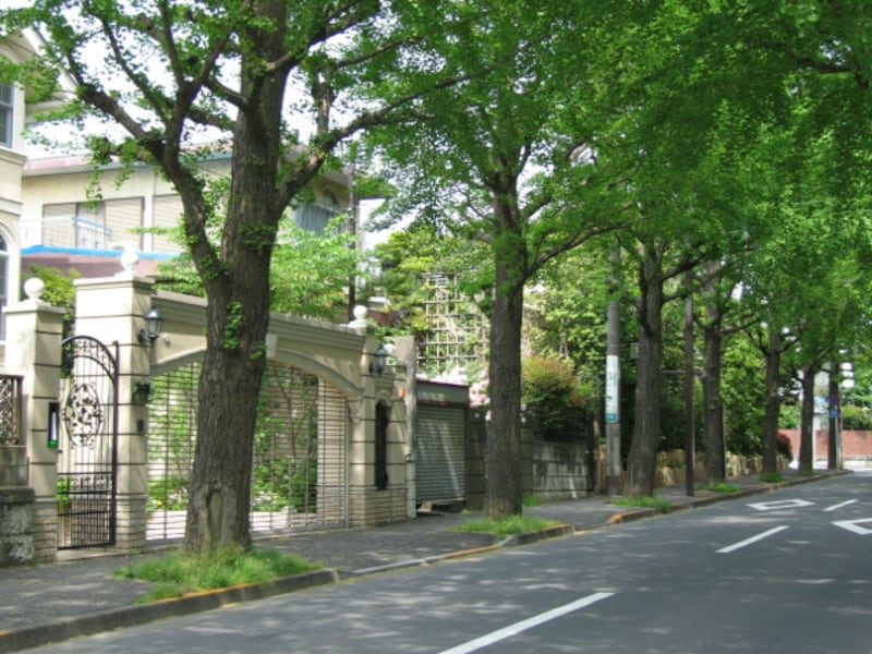 田園調布の並木道