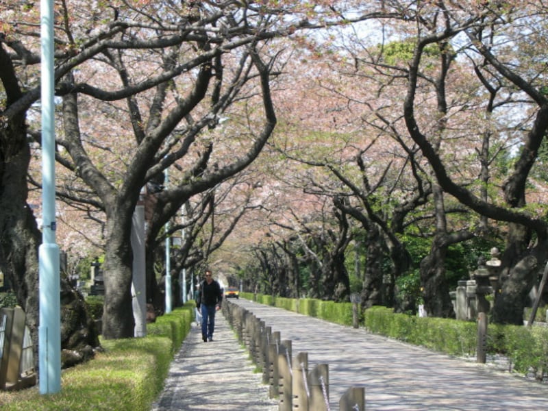青山墓地