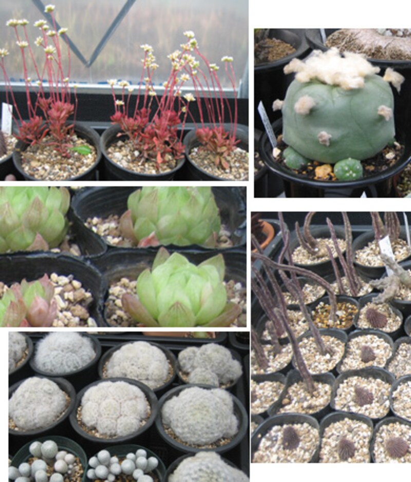 多肉植物いろいろ