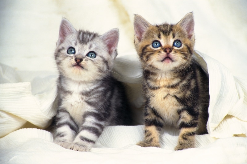 猫は毛色で性格がわかる？