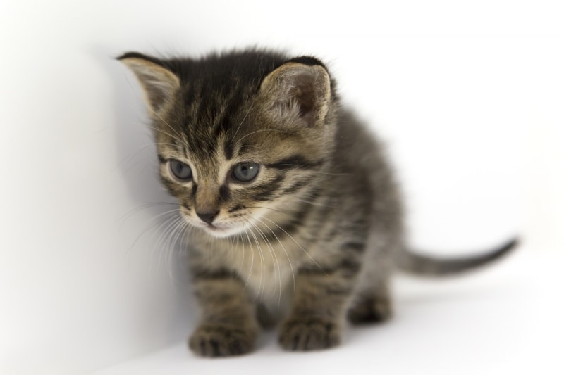 キジ猫(黒ベースに、灰色やこげ茶の縞模様の毛並み)