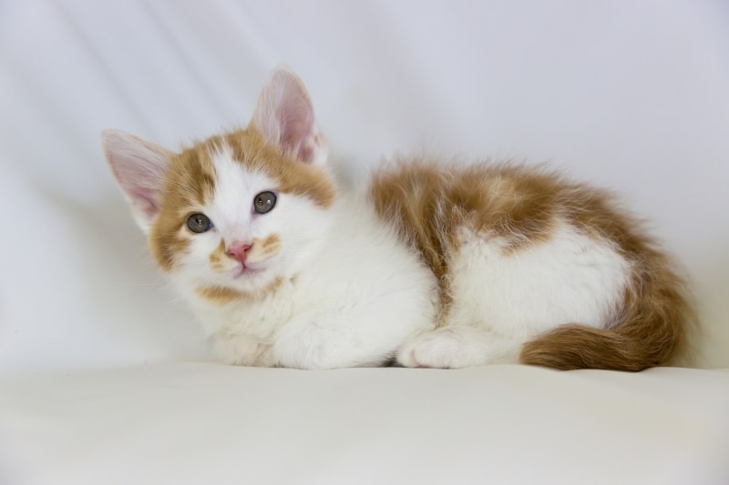 茶シロ(きつね色で縞模様の毛並みだが、手足やお腹は白い)