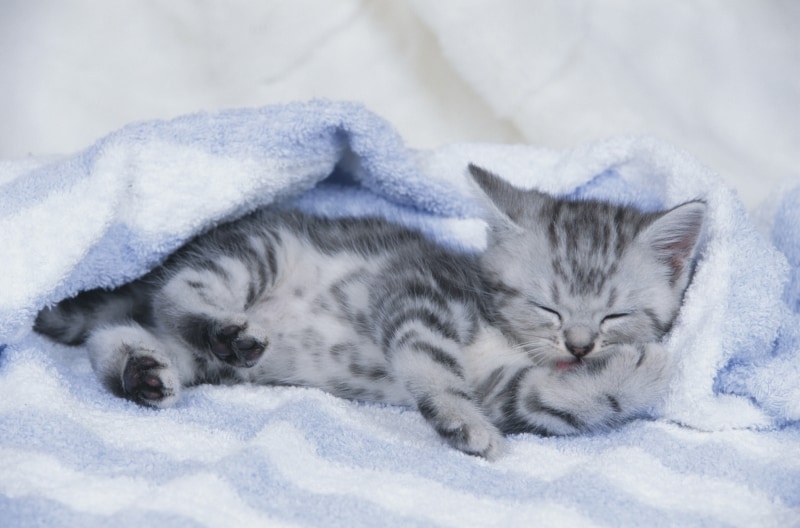 サバ白(シルバーに縞模様が入っており、手足やお腹が白い)