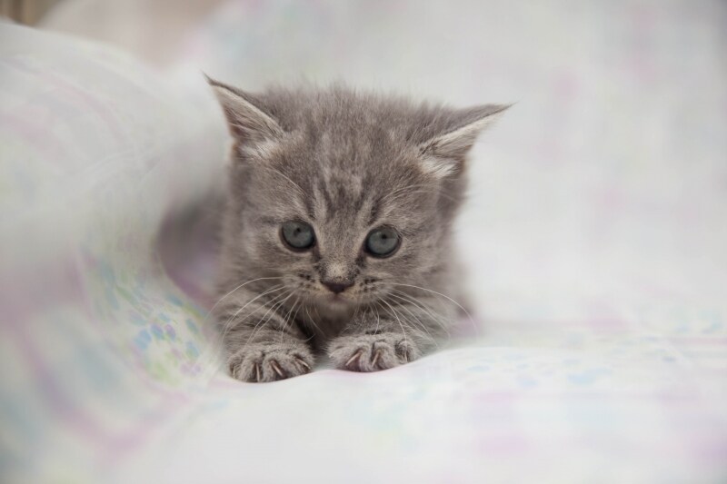 ブルータビー(グレーに近い毛並みで、薄い縞模様をもつ)