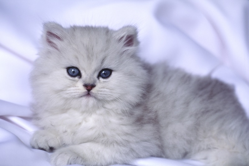 チンチラ(ペルシャの一種で、長い毛並みが特徴的)