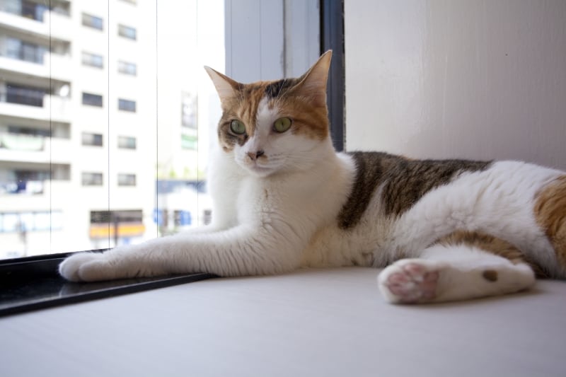 シマ三毛(縞模様の入った三毛猫)