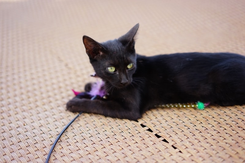 黒猫は穏やかで頭の良い子が多い