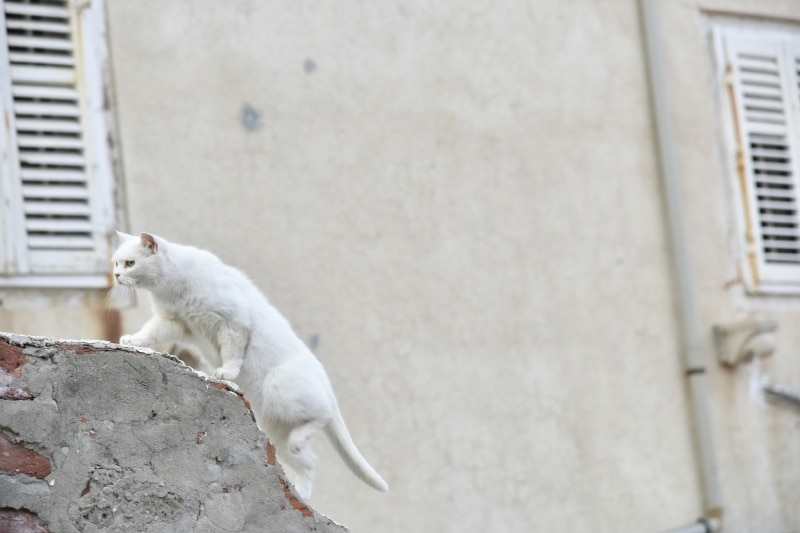 白猫は非常に頭が良く、気が強い子が多い
