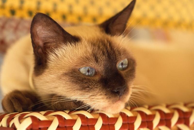 ポインテッド(耳や鼻、手足など末端だけ色が違う)