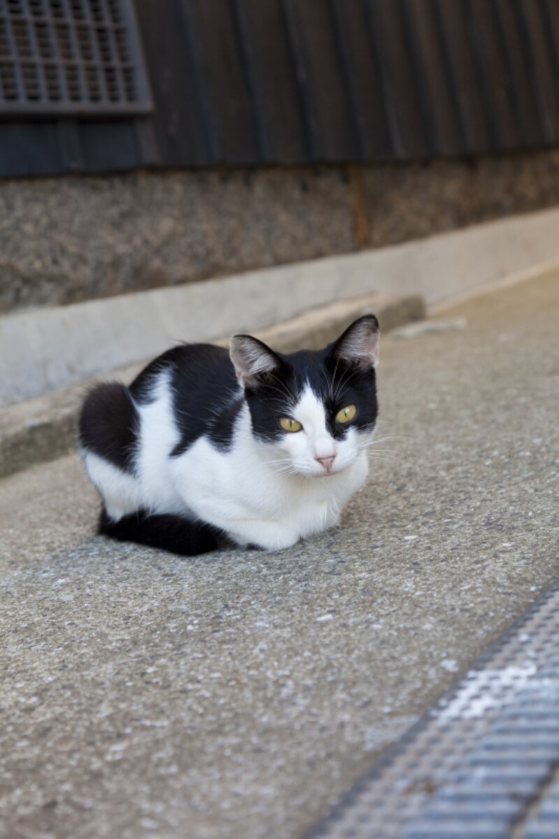白黒猫は、場の雰囲気を読んで行動できる子が多い