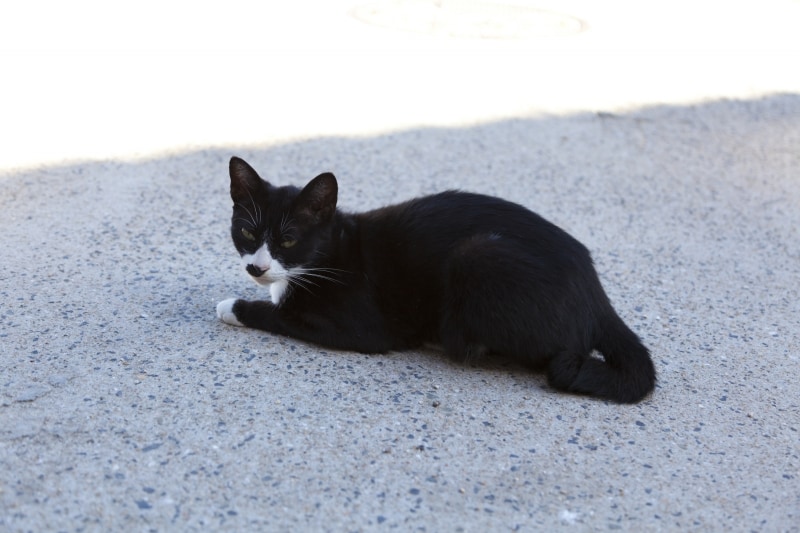 タキシードキャットとも言われる黒白猫