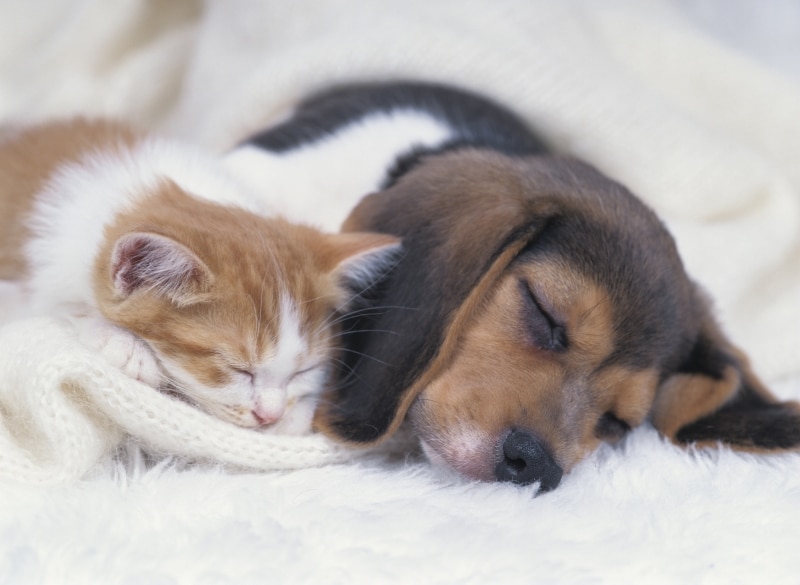 子猫の時から一緒に成長すれば、他の動物とも仲良しになれます