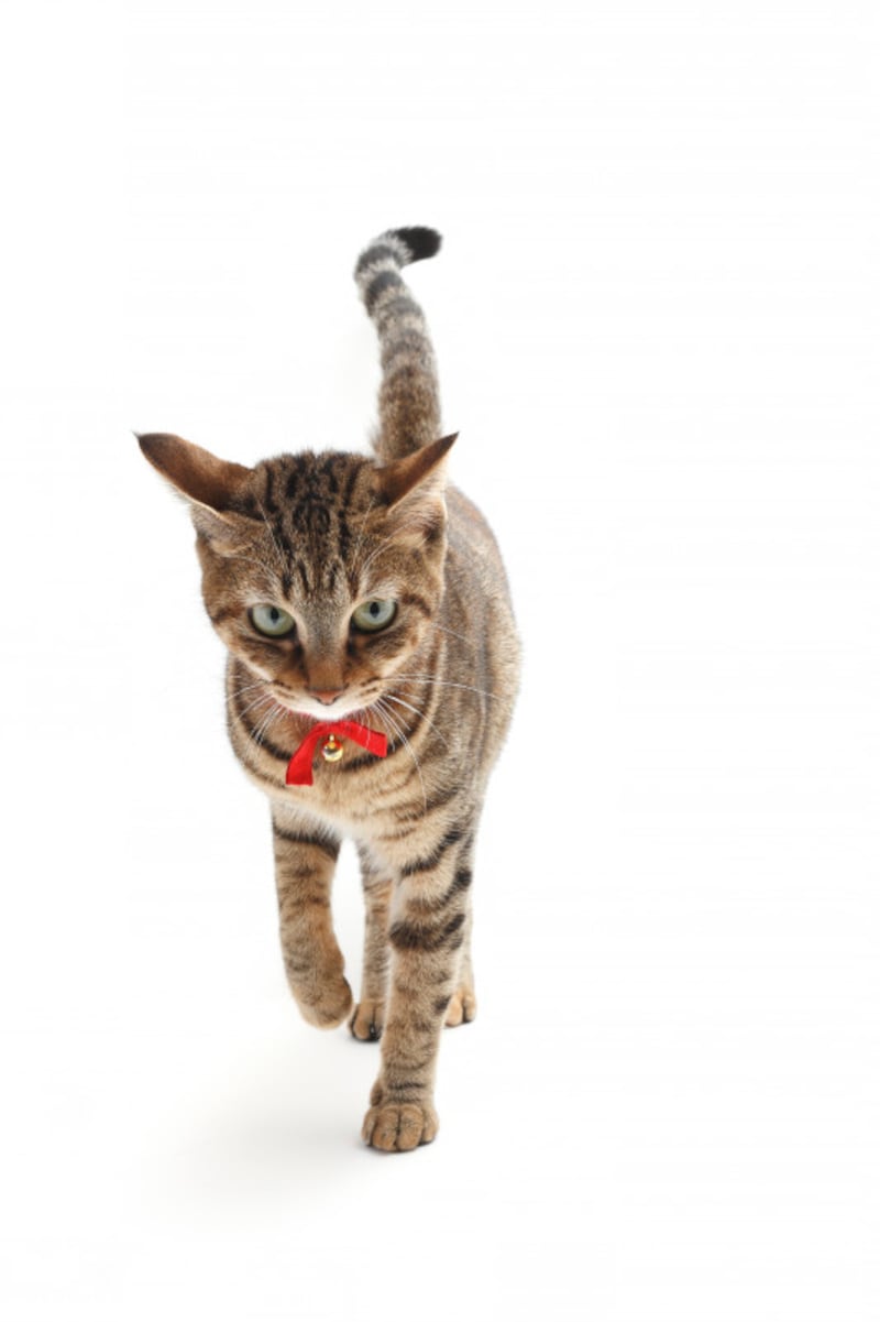 しっぽを立てるのは機嫌がいい時