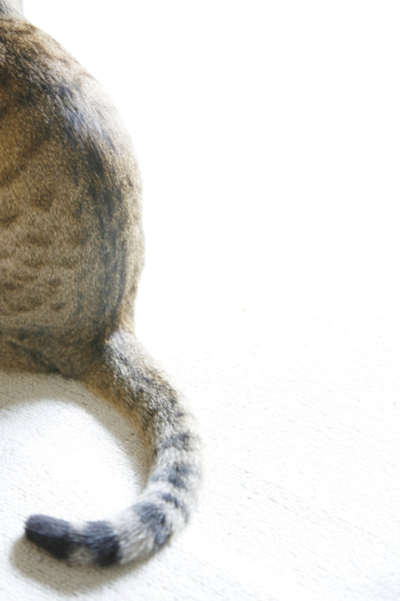 しっぽを揺らすのは構ってほしくない時