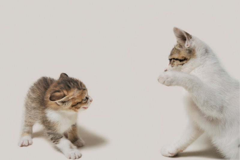 しっぽがふくれるのは警戒心している時