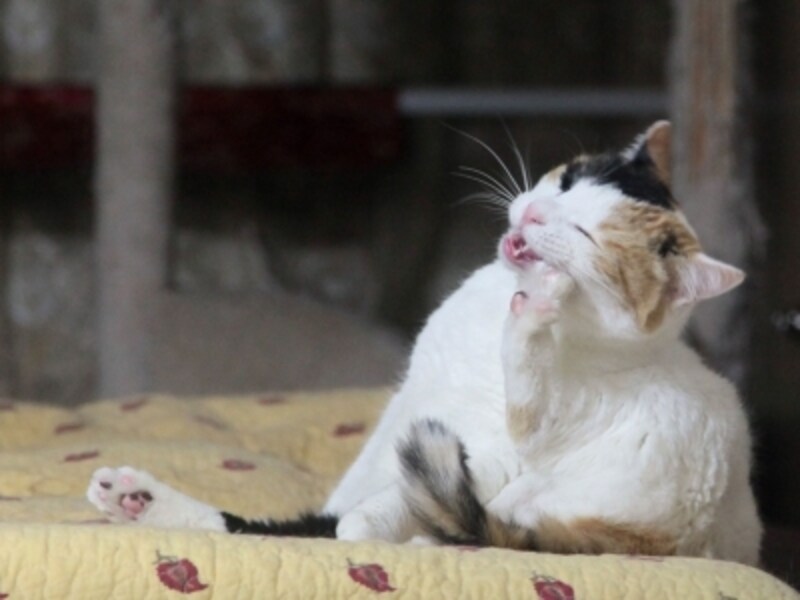 その鳴き声、どんな意味?