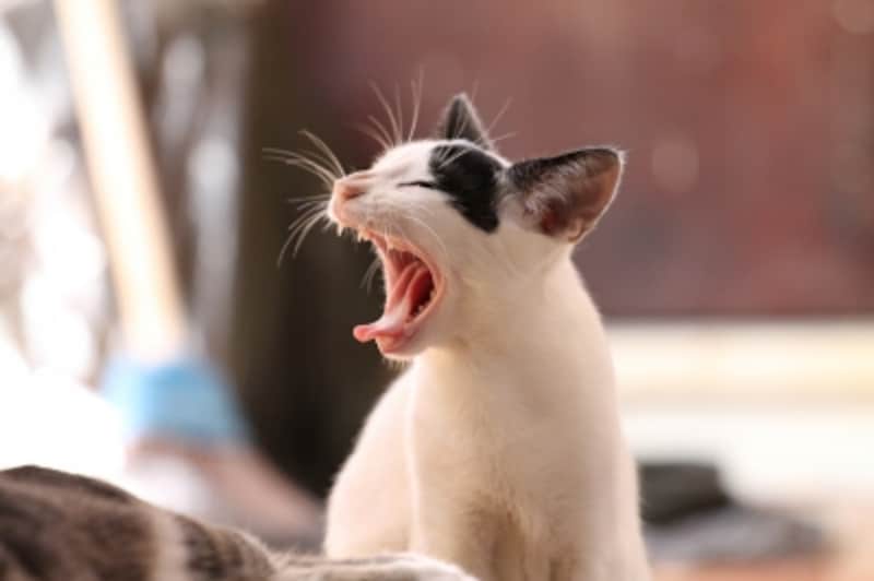 猫の噛み癖を正しく理解してあげましょう