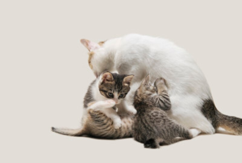 猫は親兄弟と過ごすことで噛み方やひっかき方の加減を身につけていきます。
