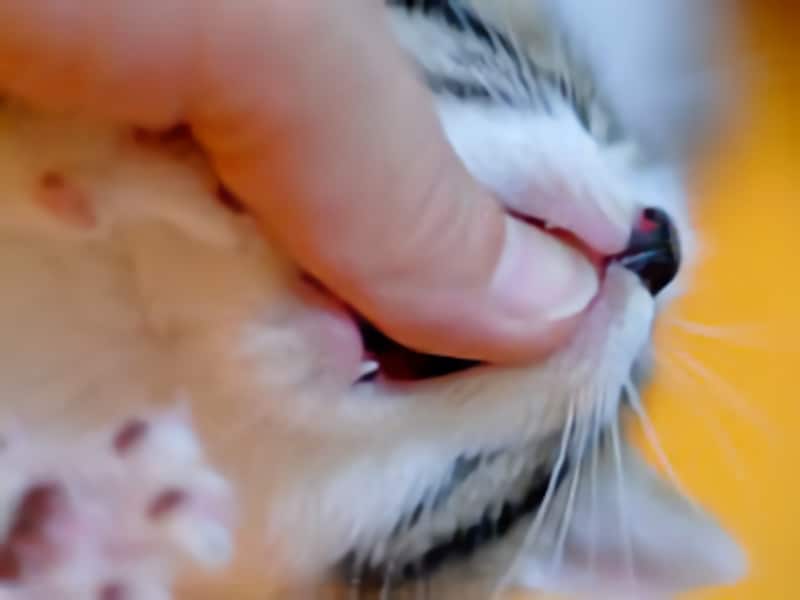 猫に噛まれたら指を上あごに押しつけます