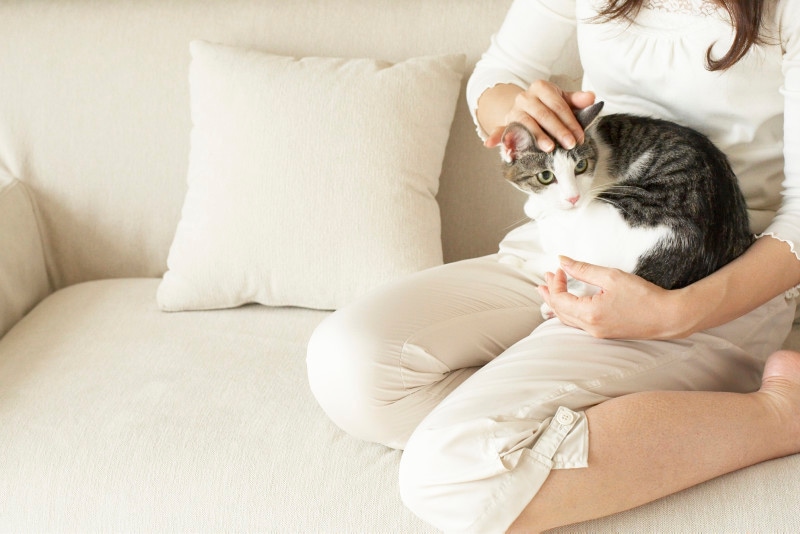 猫と仲良く暮らすためにもシャンプーのやり方には気を付けよう