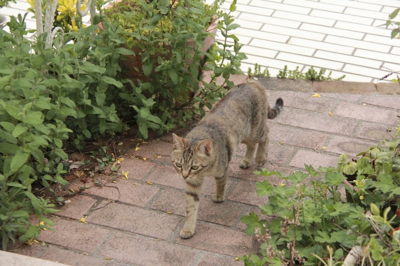 手をかけて育てた花壇が荒らされるのは避けたい！