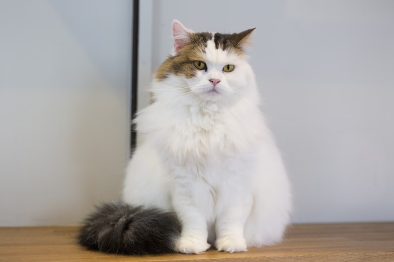 猫のダイエット方法