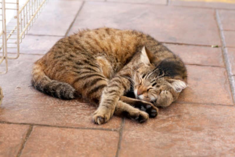 猫のダイエットの方法 猫の肥満対策で太りすぎのリスクを解消 猫 All About