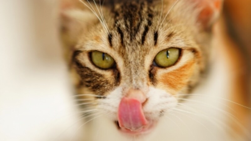口腔内にパスツレラ菌を持っている猫が多い