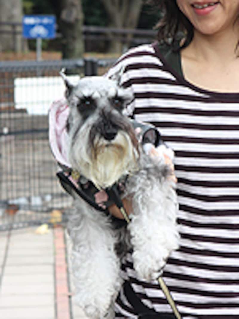 ミニチュア・シュナウザー