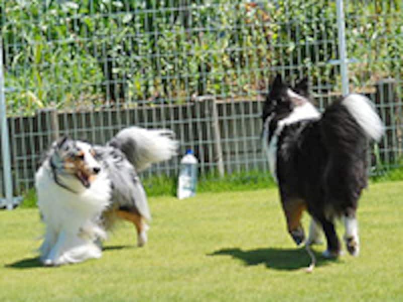 仲良く遊ぶ同居犬