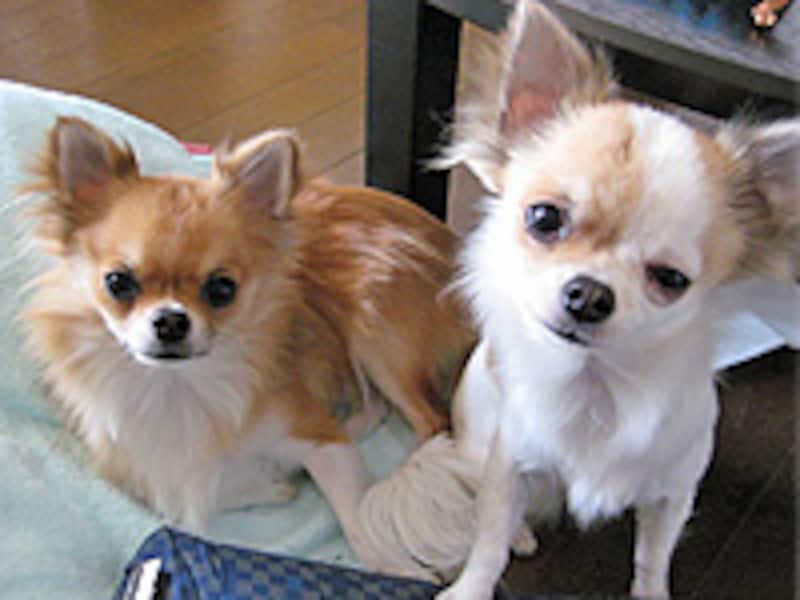 同犬種同士の同居