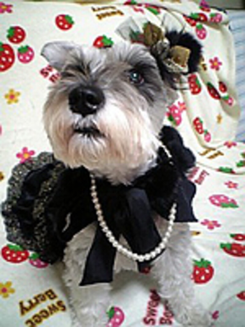 近年人気の犬服