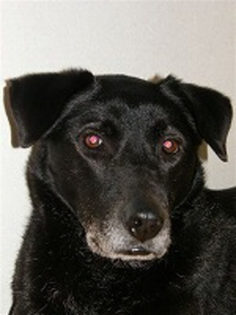 よく見られる赤目写真