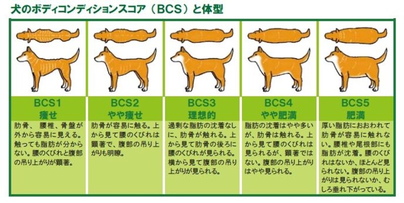 犬のボディコンディションスコア（BCS）と体型