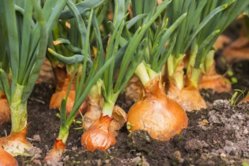 秋に植える野菜の種類と家庭菜園での育て方 オーガニックな栽培方法 家庭菜園 All About