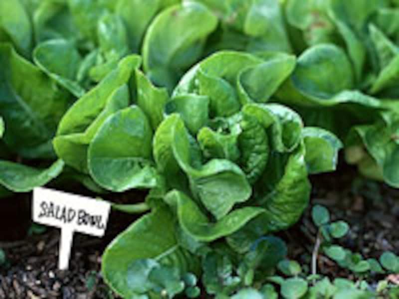 野菜