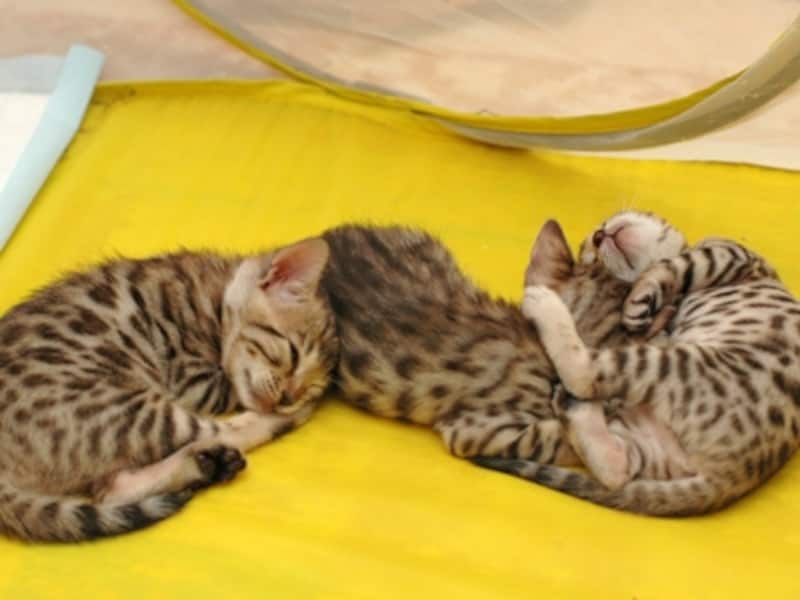 3にゃんは、連結S字で寝ます