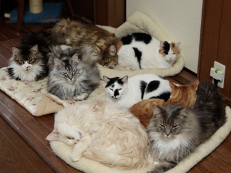 真冬になるとホットカーペットのクッションの上が猫の島になります