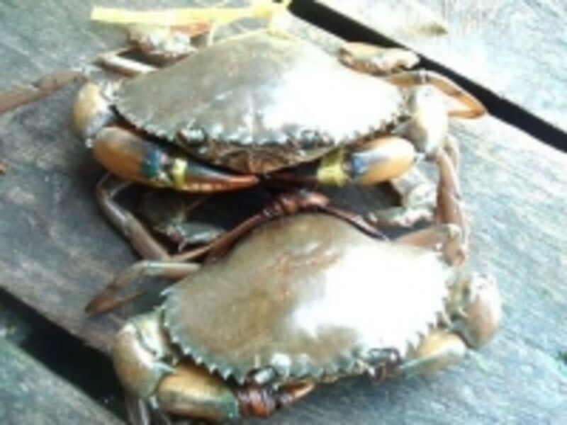 いけすから自分の食べたいシーフードを選ぶのも楽しい