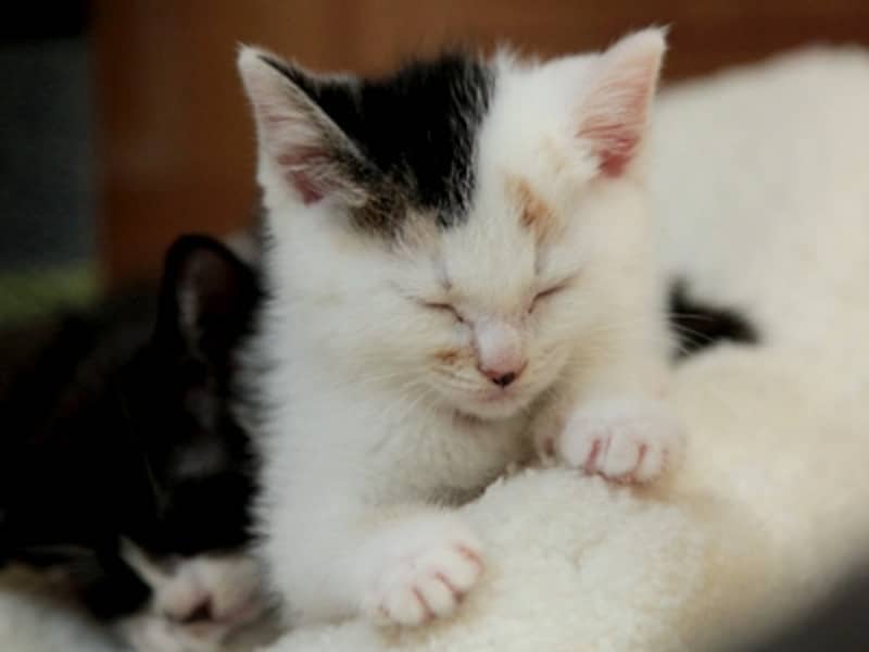 これこれ!この感触に触れると、自然とモミモミしちゃうのよ~