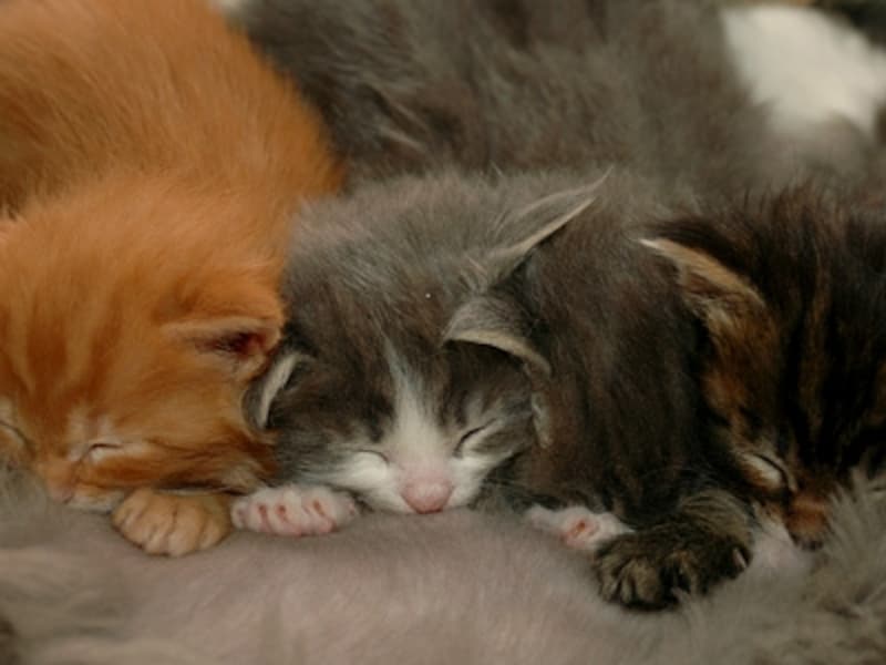 喉をゴロゴロ鳴らしながらオッパイに吸い付ける!当たり前のことだけど一番幸せな子猫の記憶です