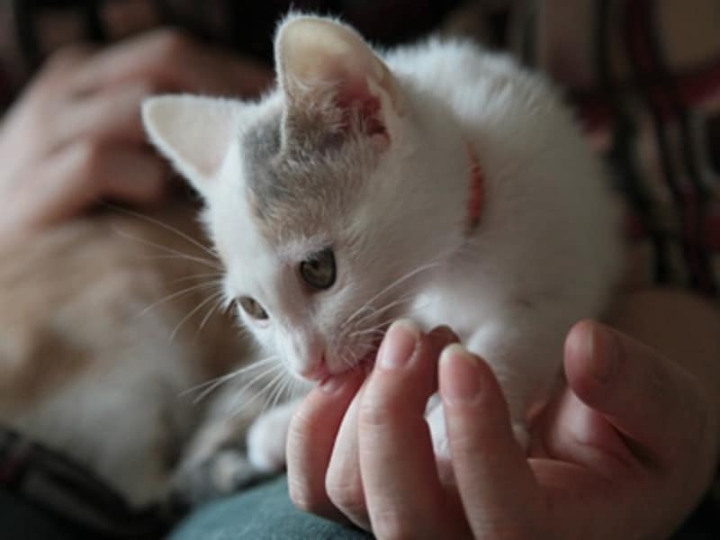 手のひらとわたしの肉球、相性がいいのよ!