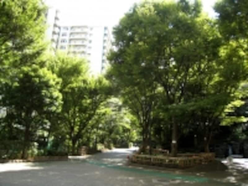 サンシティ内の緑