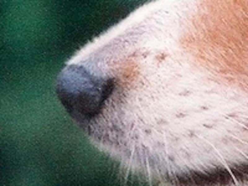 人より100万倍も敏感な鼻 犬はどんな匂いがわかる 犬 All About 人より100万倍も敏感な鼻 犬はどんな匂いがわかる 犬 All About