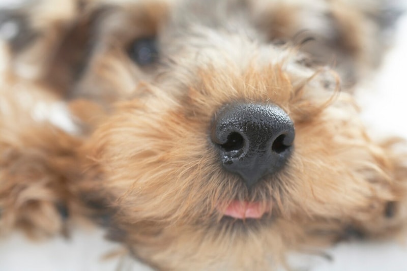 人より100万倍も敏感な鼻、犬はどんな匂いがわかる？