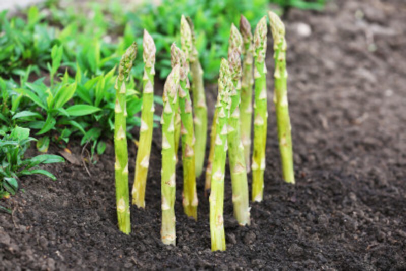 アスパラガスは、一度植えれば、7～8年ほど毎年収穫し続けることができる