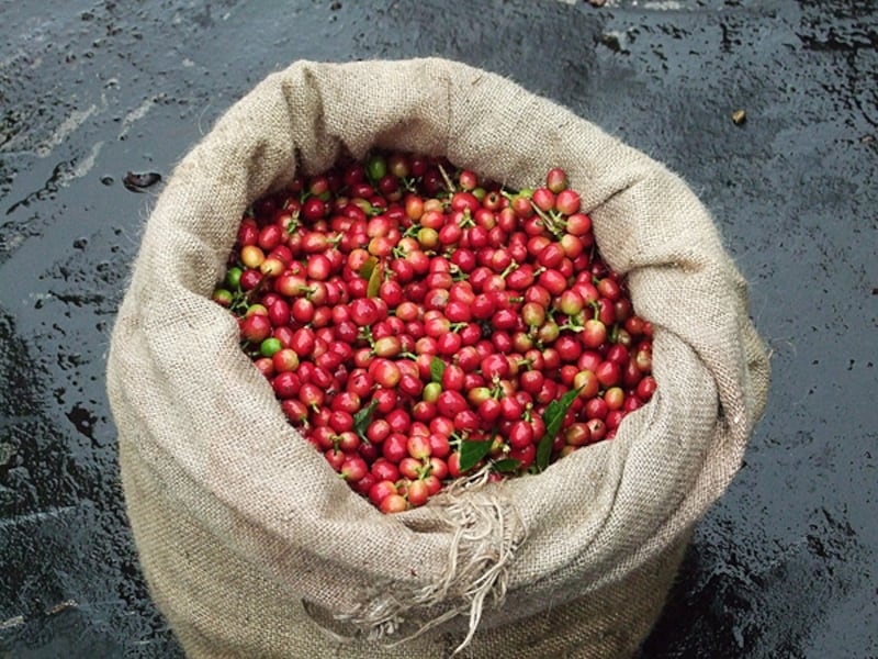 コーヒーの実