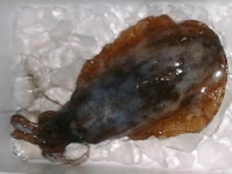 楕円形のずんぐりとした風貌のあおりいか