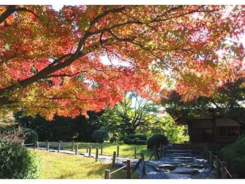 紅葉