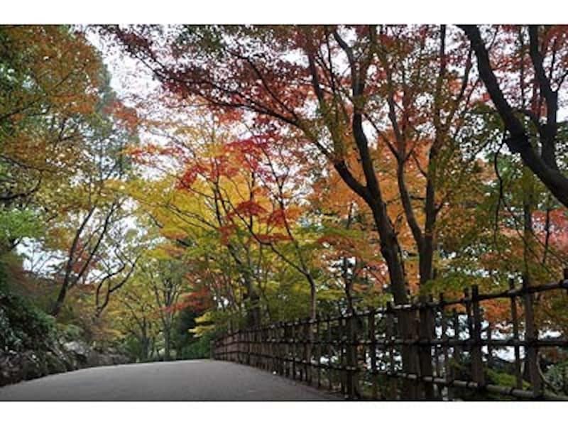 紅葉